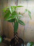 Money tree (Pachira Aquatica)